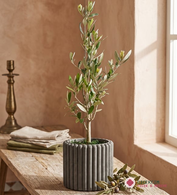 Düz Çizgili Gri Beton Saksıda Zeytin Ağacı Bonsai