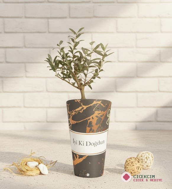 İyi Ki Doğdun Karton Saksıda Zeytin Ağacı Bonsai