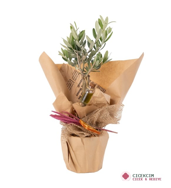 Gazete Buketli Saksıda Zeytin Ağacı Bonsai